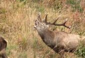 Fauna bogată din pădurile Parcului Național Piatra Craiului din cadrul Romsilva