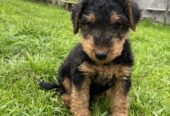 AIREDALE Terrier