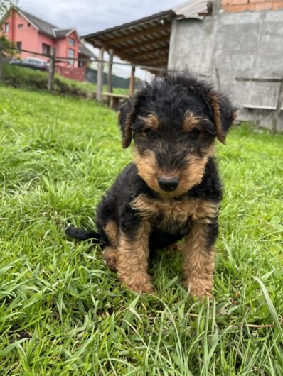 AIREDALE Terrier