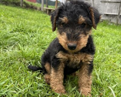 AIREDALE Terrier