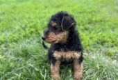 AIREDALE Terrier