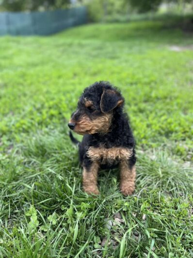 AIREDALE Terrier