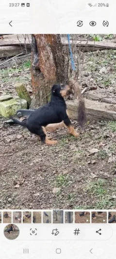 Jagdterrier de vânzare.