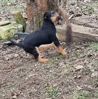 Jagdterrier de vânzare.