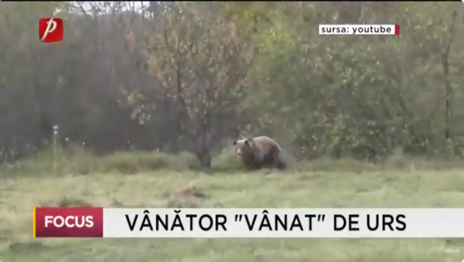 Vânător „vânat” de urs