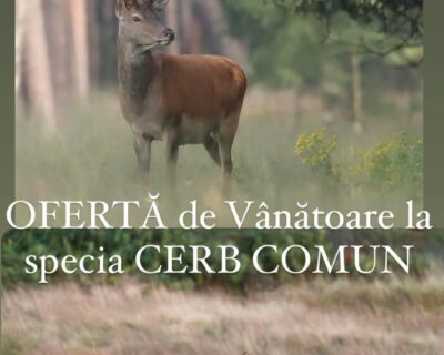 Organizam partide de vanatoare la specia Cerb Comun