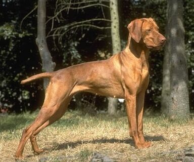 Va salut, cumpăr câine de vanatoare brac german,vizsla maghiara