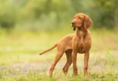 Va salut, cumpăr câine de vanatoare brac german,vizsla maghiara