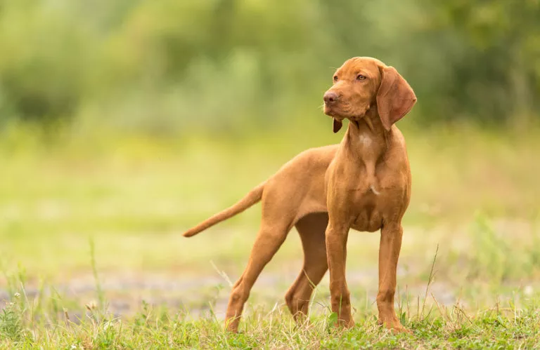 Va salut, cumpăr câine de vanatoare brac german,vizsla maghiara