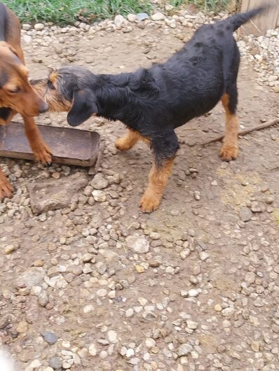 Disponibil metis copoi slovac-airdalle terrier