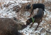 Mascul copoi cu plott hound 3 ani chetă medie-lungă, câinele descoperă și latră pe urmă, femelă copoi slovac 3 ani, cheta scurtă-medie descoperă singura, femelă 2 ani copoi ardelenesc cu airedale terrier 2 ani cheta medie merge foarte bine și mascul copoi ardelenesc 8 luni cheta medie se dau cu probă