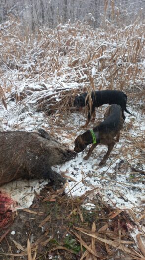 Mascul copoi cu plott hound 3 ani chetă medie-lungă, câinele descoperă și latră pe urmă, femelă copoi slovac 3 ani, cheta scurtă-medie descoperă singura, femelă 2 ani copoi ardelenesc cu airedale terrier 2 ani cheta medie merge foarte bine și mascul copoi ardelenesc 8 luni cheta medie se dau cu probă