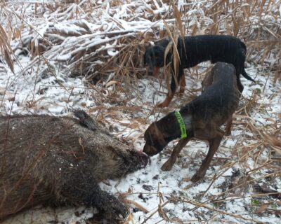 Mascul copoi cu plott hound 3 ani chetă medie-lungă, câinele descoperă și latră pe urmă, femelă copoi slovac 3 ani, cheta scurtă-medie descoperă singura, femelă 2 ani copoi ardelenesc cu airedale terrier 2 ani cheta medie merge foarte bine și mascul copoi ardelenesc 8 luni cheta medie se dau cu probă