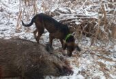 Mascul copoi cu plott hound 3 ani chetă medie-lungă, câinele descoperă și latră pe urmă, femelă copoi slovac 3 ani, cheta scurtă-medie descoperă singura, femelă 2 ani copoi ardelenesc cu airedale terrier 2 ani cheta medie merge foarte bine și mascul copoi ardelenesc 8 luni cheta medie se dau cu probă