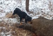 Mascul copoi cu plott hound 3 ani chetă medie-lungă, câinele descoperă și latră pe urmă, femelă copoi slovac 3 ani, cheta scurtă-medie descoperă singura, femelă 2 ani copoi ardelenesc cu airedale terrier 2 ani cheta medie merge foarte bine și mascul copoi ardelenesc 8 luni cheta medie se dau cu probă