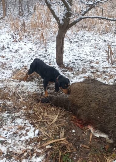 Mascul copoi cu plott hound 3 ani chetă medie-lungă, câinele descoperă și latră pe urmă, femelă copoi slovac 3 ani, cheta scurtă-medie descoperă singura, femelă 2 ani copoi ardelenesc cu airedale terrier 2 ani cheta medie merge foarte bine și mascul copoi ardelenesc 8 luni cheta medie se dau cu probă