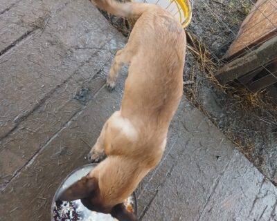 Ciobănesc belgian malinois 3,5 luni. Carnet..un vaccin…0754795514..