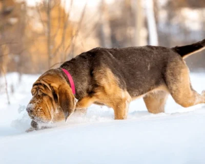 Care ar fi recomandările voastre pentru un câine bun de căutat