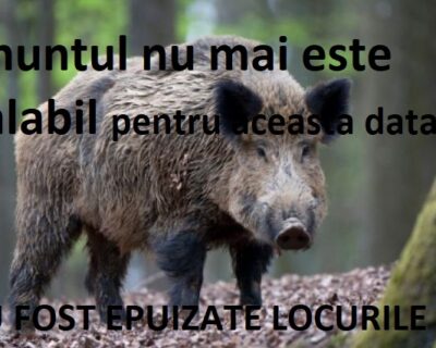 Vânătoare mistreț